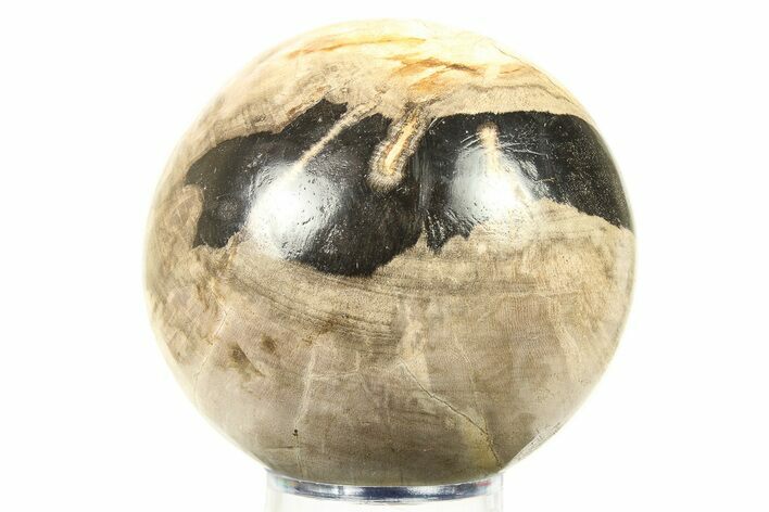 Petrified Wood (Tropical Hardwood) Sphere - Indonesia #274220